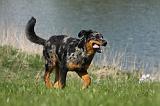 BEAUCERON 611